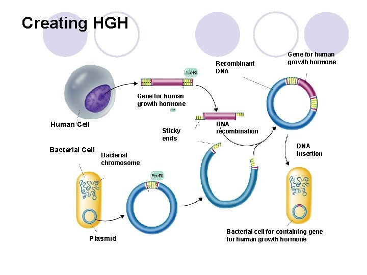 Creating HGH Recombinant DNA Gene for human growth hormone Human Cell Bacterial Cell Sticky