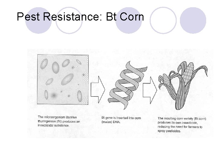 Pest Resistance: Bt Corn 