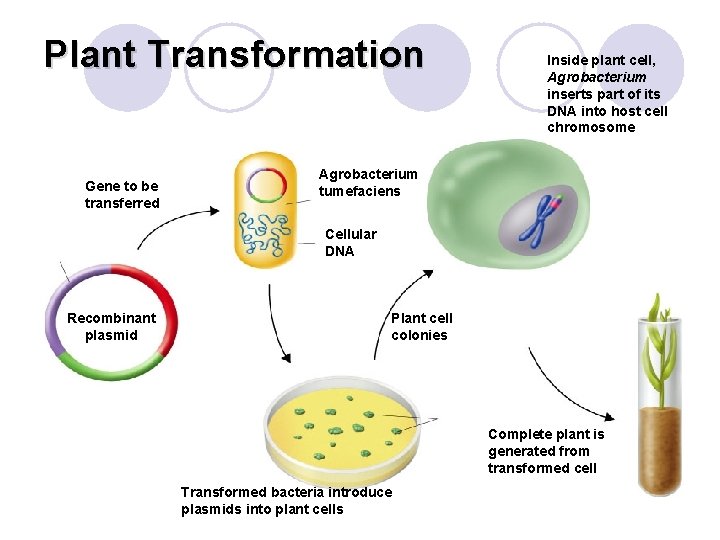 Plant Transformation Gene to be transferred Inside plant cell, Agrobacterium inserts part of its