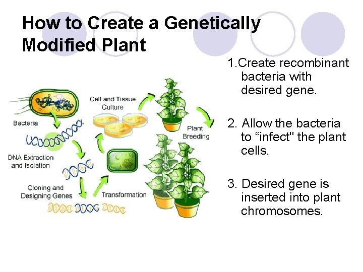 How to Create a Genetically Modified Plant 1. Create recombinant bacteria with desired gene.