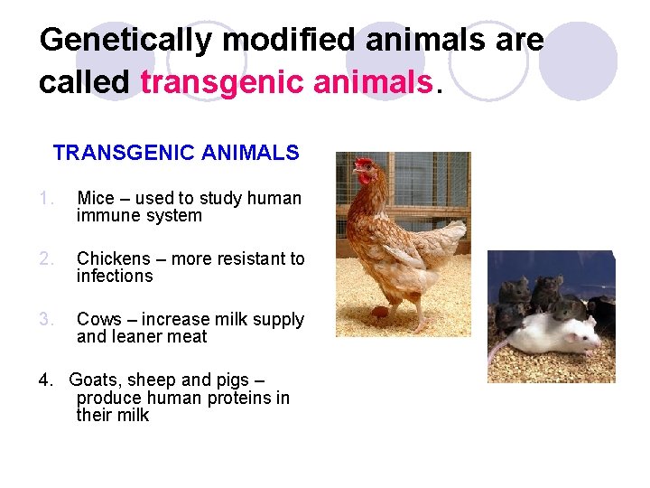 Genetically modified animals are called transgenic animals. TRANSGENIC ANIMALS 1. Mice – used to