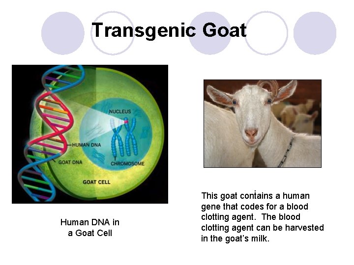 Transgenic Goat Human DNA in a Goat Cell . This goat contains a human