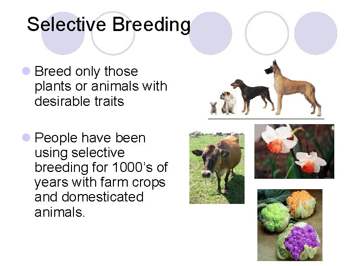 Selective Breeding l Breed only those plants or animals with desirable traits l People