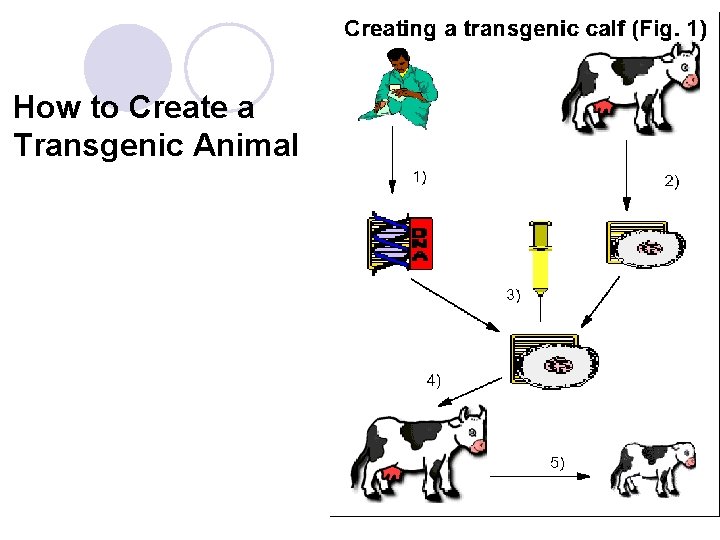 How to Create a Transgenic Animal 