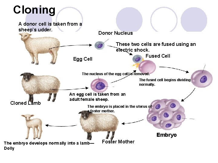 Cloning A donor cell is taken from a sheep’s udder. Donor Nucleus Egg Cell