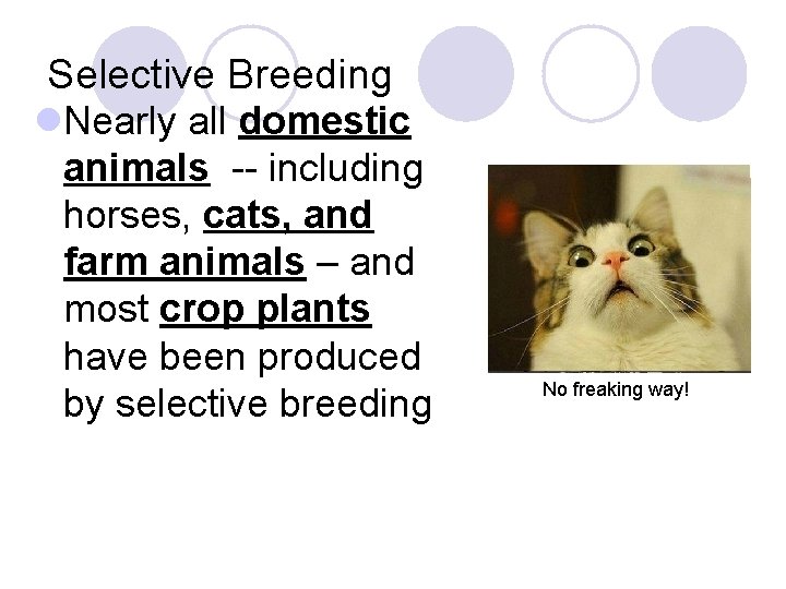 Selective Breeding l. Nearly all domestic animals -- including horses, cats, and farm animals