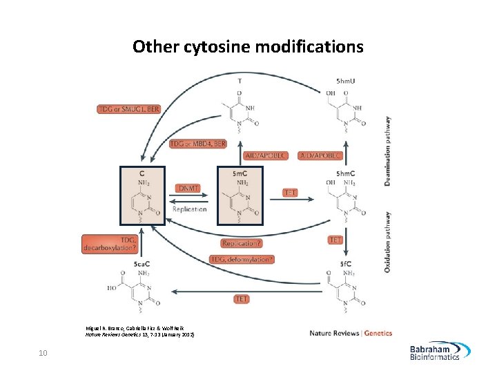 Other cytosine modifications Miguel R. Branco, Gabriella Ficz & Wolf Reik Nature Reviews Genetics