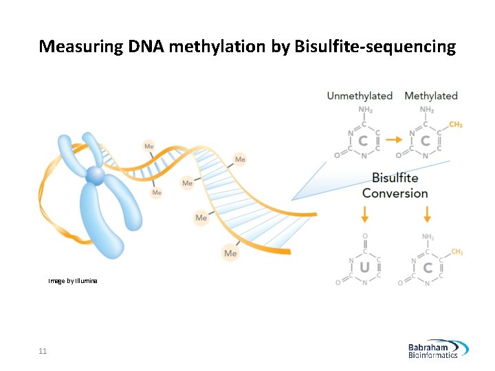Measuring DNA methylation by Bisulfite-sequencing Image by Illumina 11 