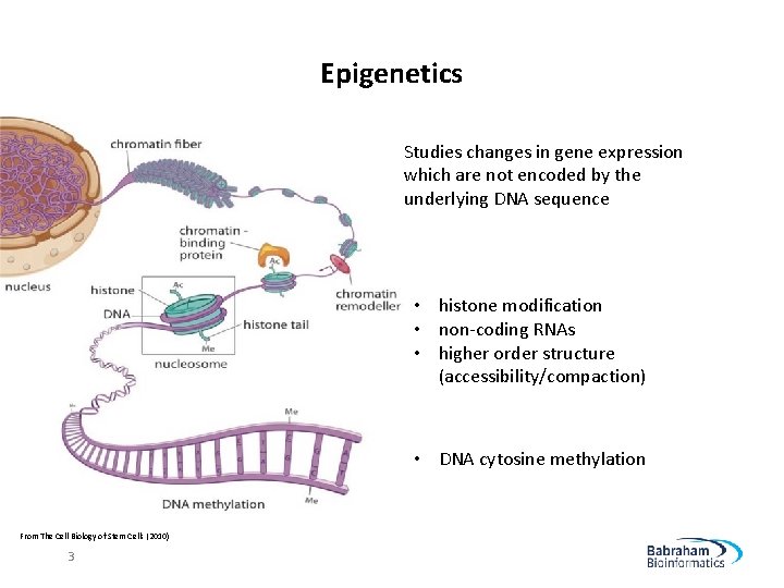 Epigenetics Studies changes in gene expression which are not encoded by the underlying DNA