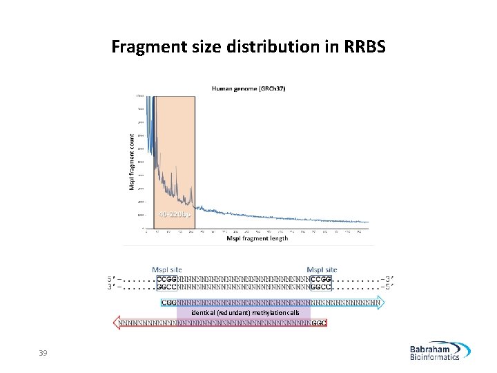 Fragment size distribution in RRBS identical (redundant) methylation calls 39 