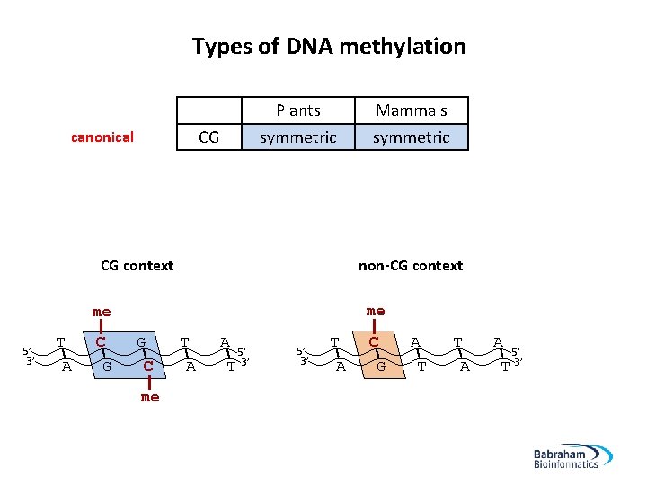 Types of DNA methylation canonical non-canonical (mammals) CG CHH Plants symmetric asymmetric Mammals symmetric