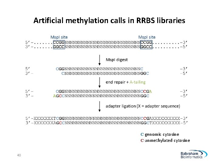 Artificial methylation calls in RRBS libraries C genomic cytosine C unmethylated cytosine 40 