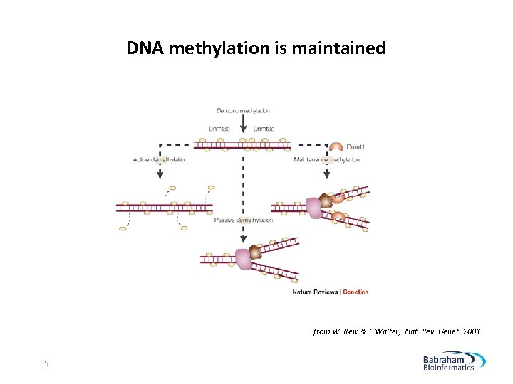 DNA methylation is maintained from W. Reik & J. Walter, Nat. Rev. Genet. 2001