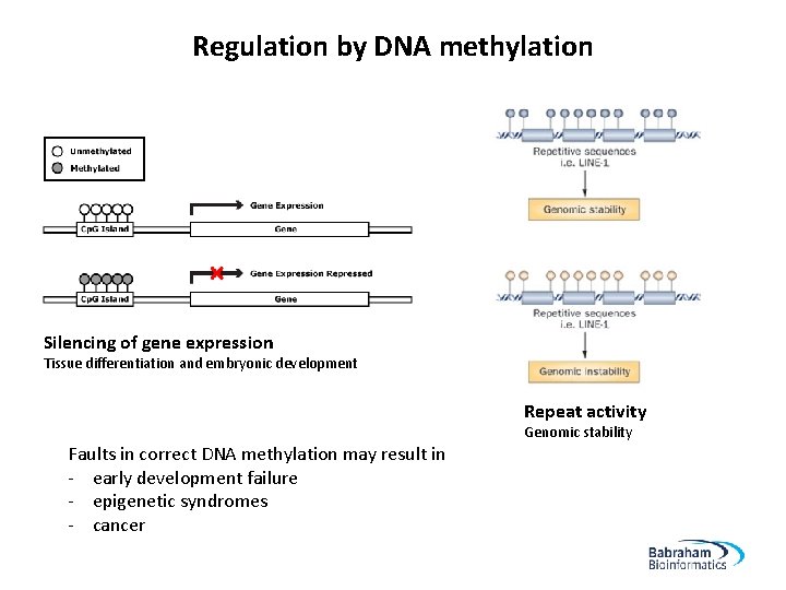 Regulation by DNA methylation Silencing of gene expression Tissue differentiation and embryonic development Repeat