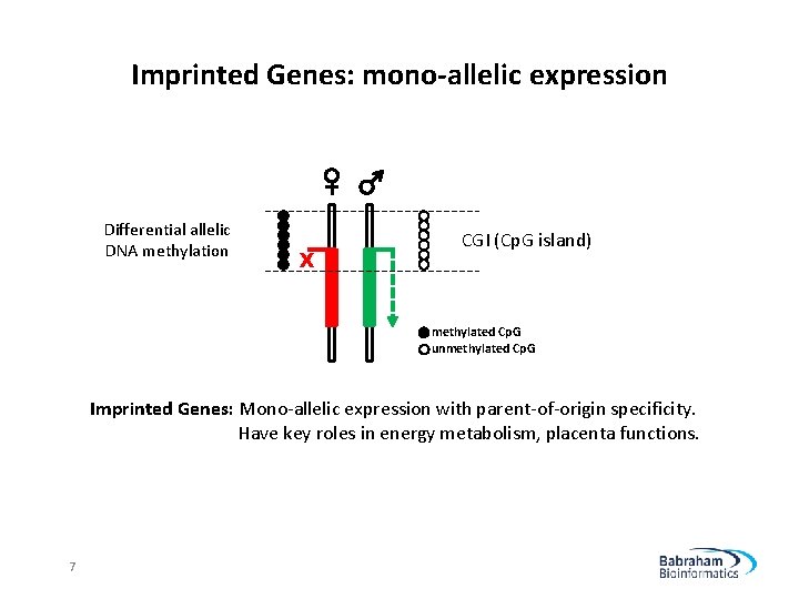 Imprinted Genes: mono-allelic expression Differential allelic DNA methylation X CGI (Cp. G island) methylated