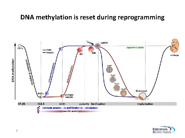 DNA methylation is reset during reprogramming 8 