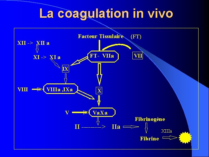 La coagulation in vivo Facteur Tissulaire XII -> XII a FT- VIIa XI ->