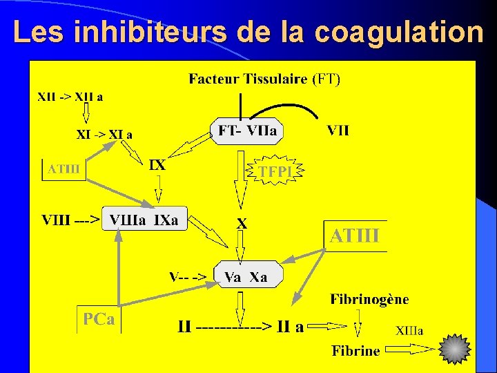 Les inhibiteurs de la coagulation 