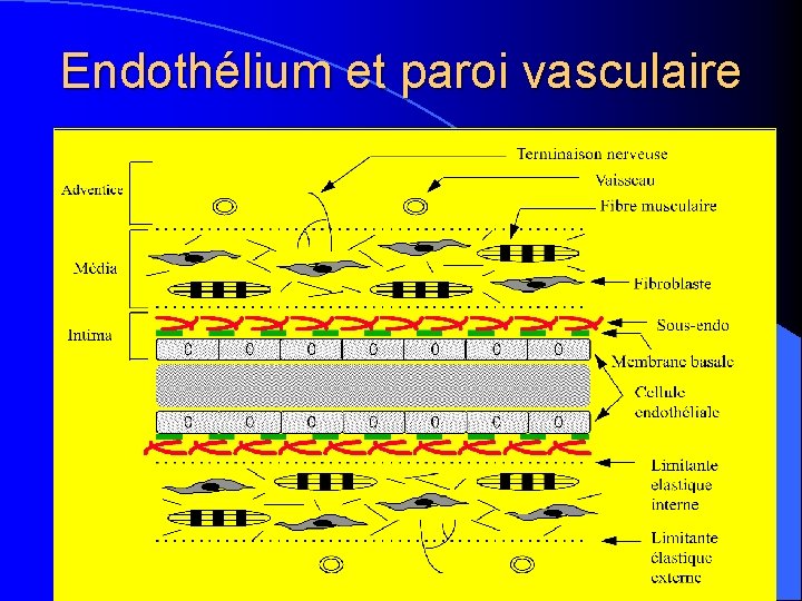 Endothélium et paroi vasculaire 
