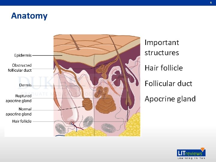 8 Anatomy Important structures Hair follicle Follicular duct Apocrine gland 