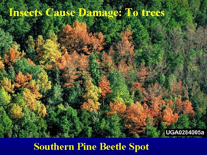 Insects Cause Damage: To trees Southern Pine Beetle Spot 
