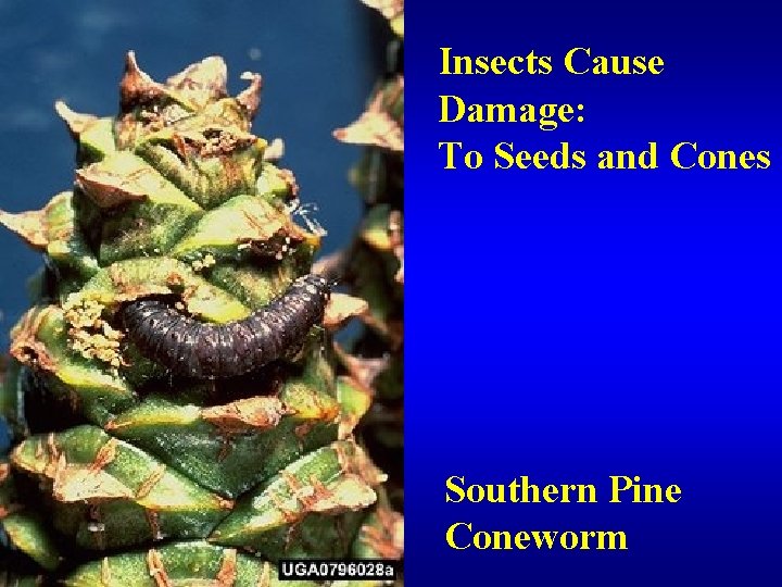 Insects Cause Damage: To Seeds and Cones Southern Pine Coneworm 
