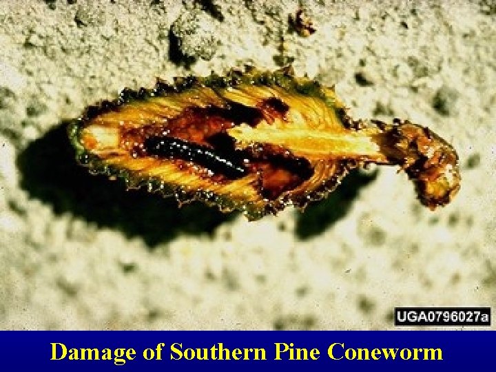 Damage of Southern Pine Coneworm 