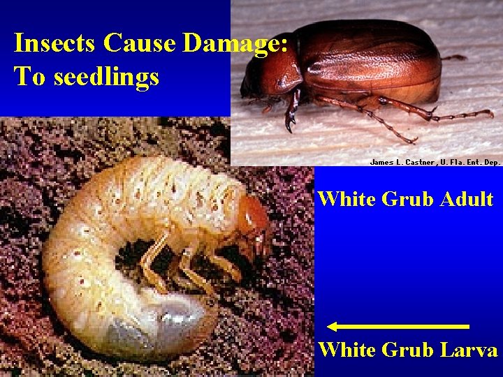 Insects Cause Damage: To seedlings White Grub Adult White Grub Larva 