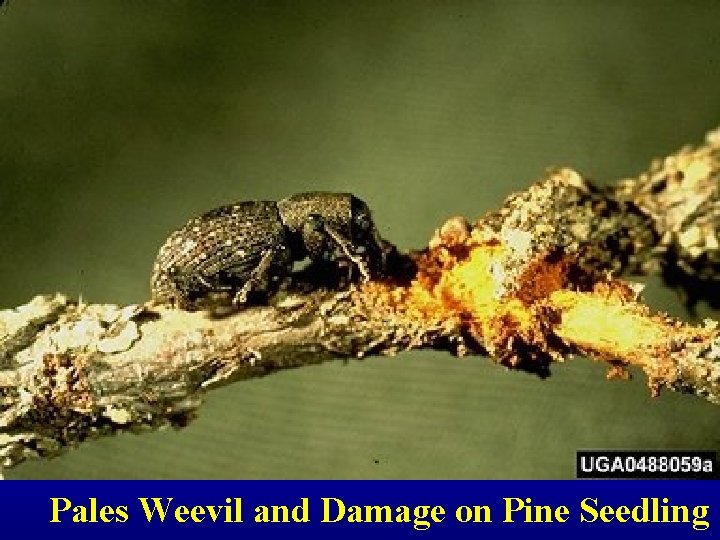 Pales Weevil and Damage on Pine Seedling 