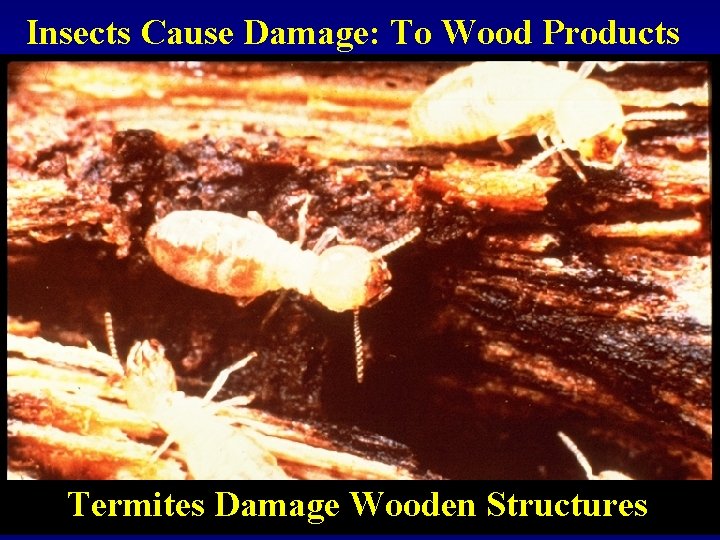 Insects Cause Damage: To Wood Products Termites Damage Wooden Structures 