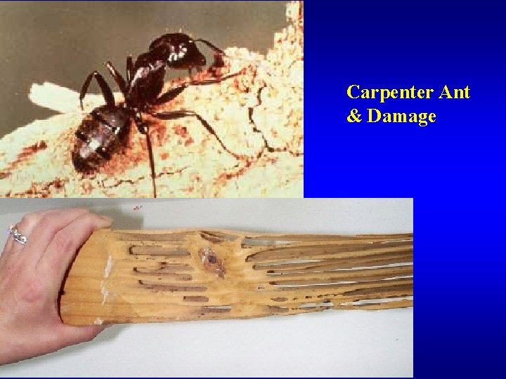 Carpenter Ant & Damage 
