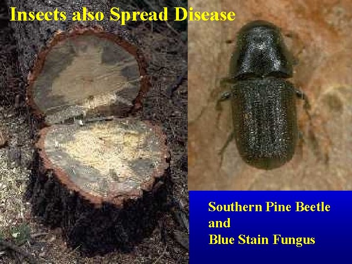 Insects also Spread Disease Southern Pine Beetle and Blue Stain Fungus 