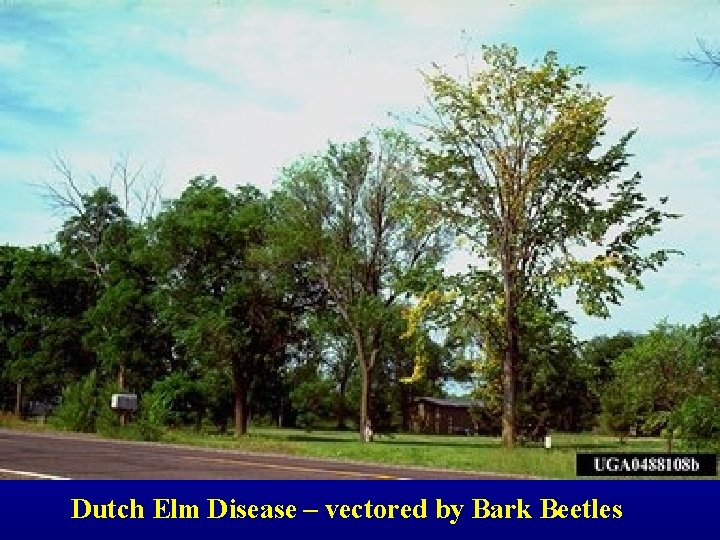 Dutch Elm Disease – vectored by Bark Beetles 