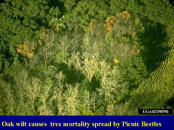 Oak wilt causes tree mortality spread by Picnic Beetles 