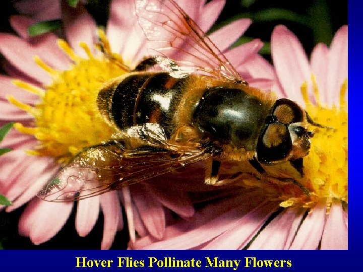 Hover Flies Pollinate Many Flowers 