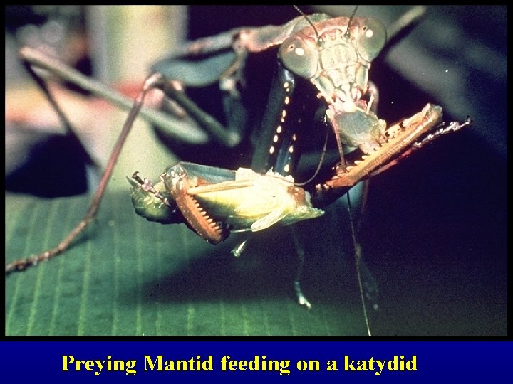 Preying Mantid feeding on a katydid 