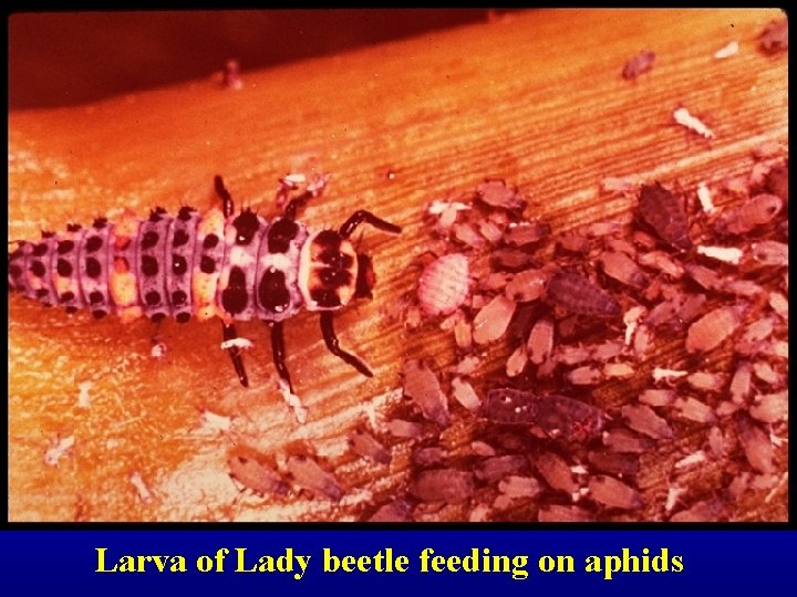 Larva of Lady beetle feeding on aphids 