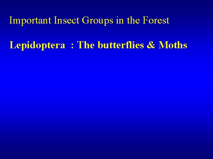 Important Insect Groups in the Forest Lepidoptera : The butterflies & Moths 