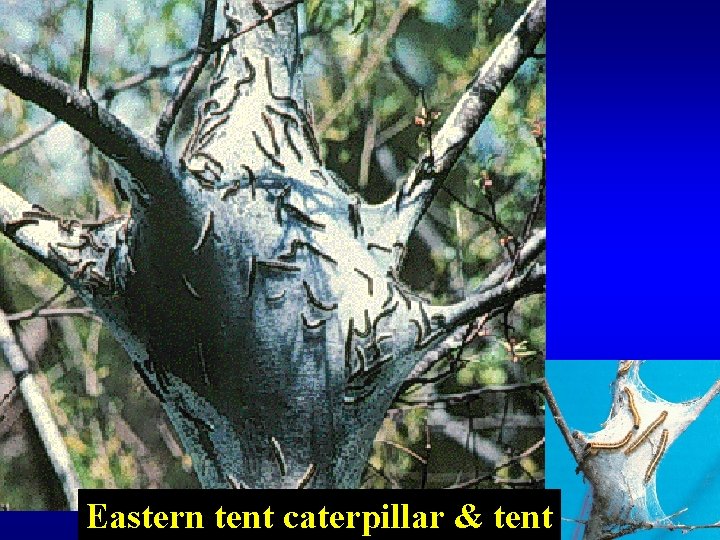 Eastern tent caterpillar & tent 