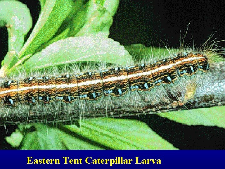 Eastern Tent Caterpillar Larva 
