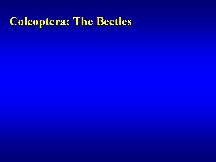 Coleoptera: The Beetles 