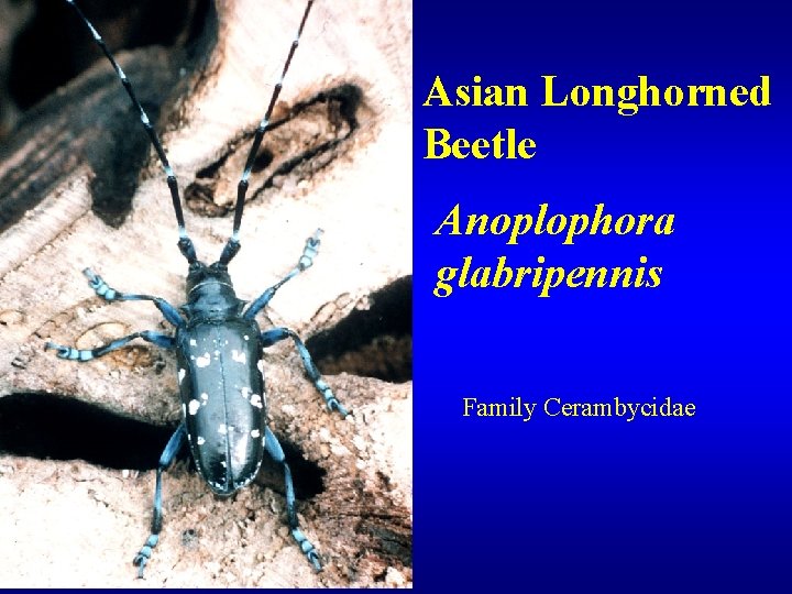 Asian Longhorned Beetle Anoplophora glabripennis Family Cerambycidae 