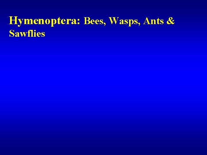 Hymenoptera: Bees, Wasps, Ants & Sawflies 