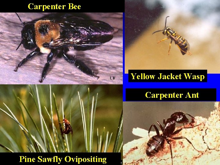 Carpenter Bee Yellow Jacket Wasp Carpenter Ant Pine Sawfly Ovipositing 