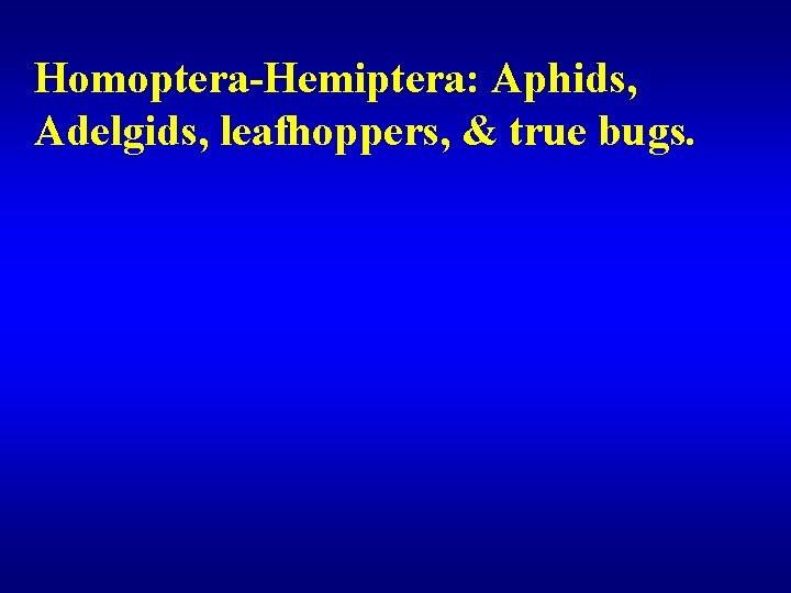 Homoptera-Hemiptera: Aphids, Adelgids, leafhoppers, & true bugs. 
