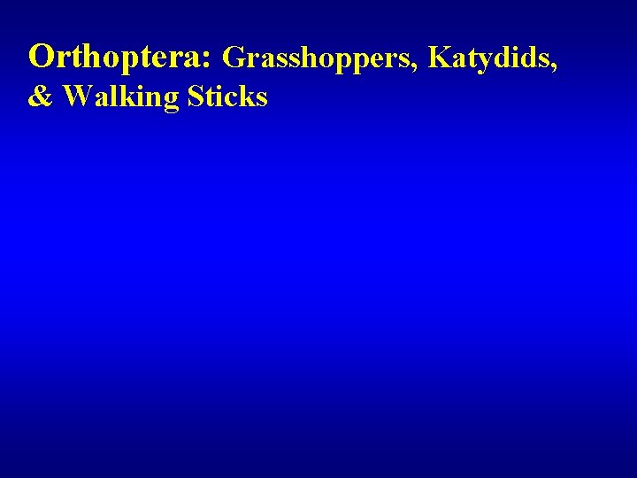 Orthoptera: Grasshoppers, Katydids, & Walking Sticks 