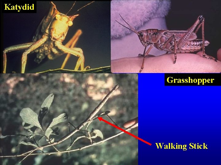 Katydid Grasshopper Walking Stick 