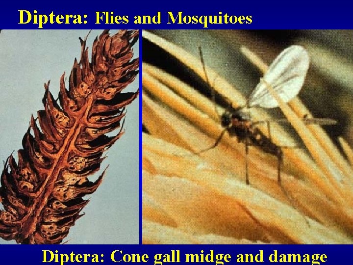 Diptera: Flies and Mosquitoes Diptera: Cone gall midge and damage 