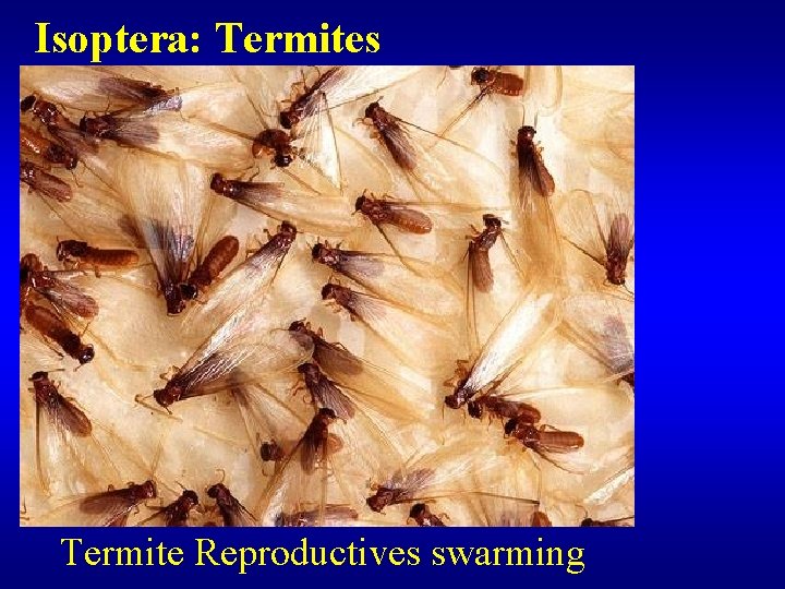 Isoptera: Termites Termite Reproductives swarming 