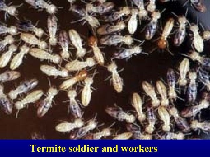 Termite soldier and workers 